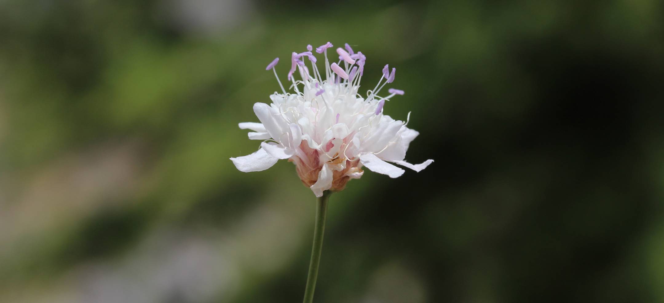 Plant Era projesi – Ela Excellence Resort Belek ve ANTOK iş birliğiyle endemik bitkilerin korunması ve sürdürülebilir turizm