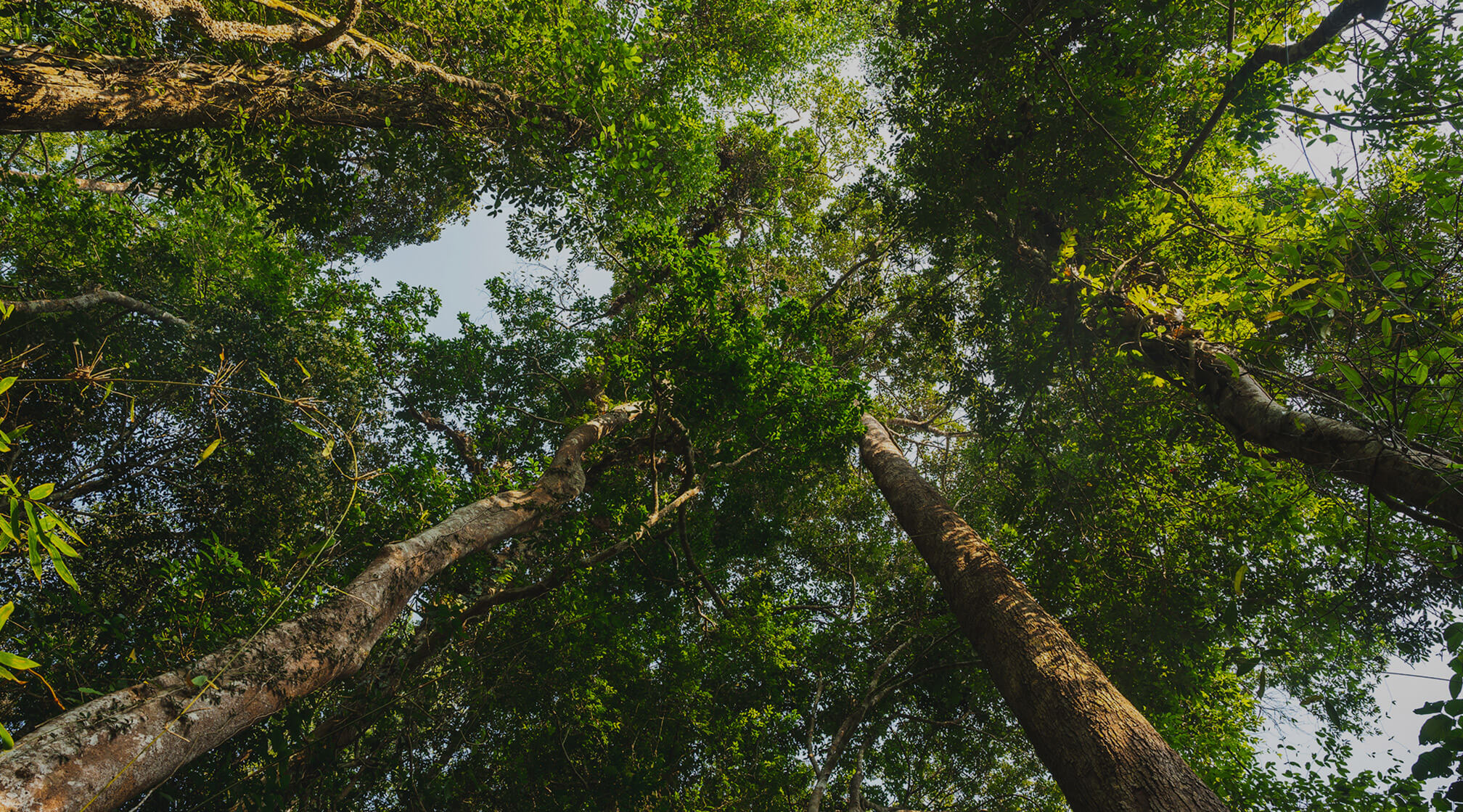 Ela Hotels Plant Era Card (2)