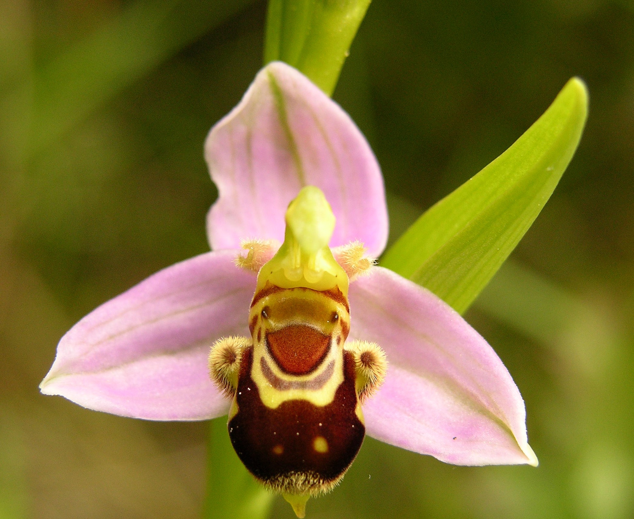 5.Ophrys Apifera